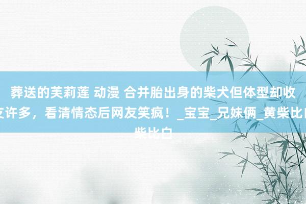 葬送的芙莉莲 动漫 合并胎出身的柴犬但体型却收支许多，看清情态后网友笑疯！_宝宝_兄妹俩_黄柴比白